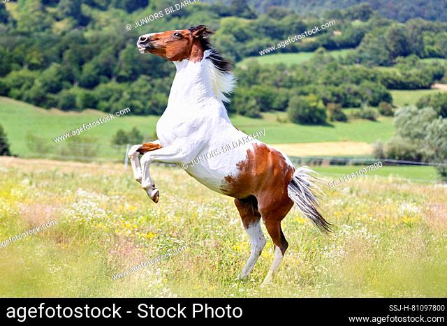 American Paint Horse. Gelding rearing on a pasture. Germany