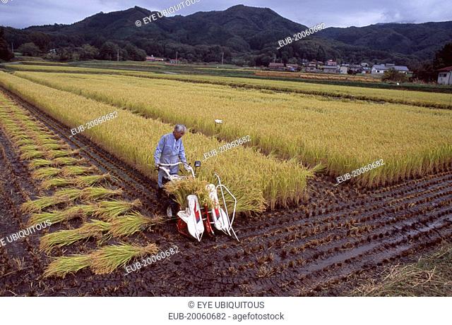 Male farm worker harvesting rice fields with a hand held machine