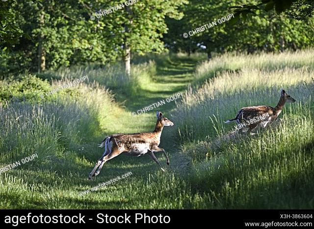 Harde de daims, Parc du Chateau de Nogent-le-Roi, Departement d'Eure-et-Loir, region Centre-Val-de-Loire, France, Europe/Herd of fallow deer