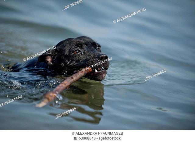 Old English Staffordshire Bull Terrier, dog fetching a stick in the water