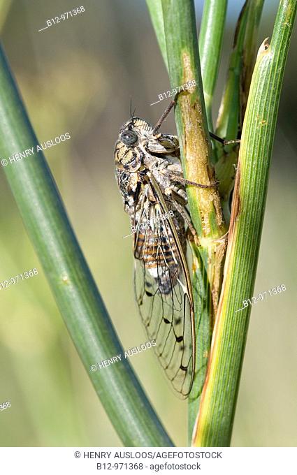 Cicada (Cicada orni)