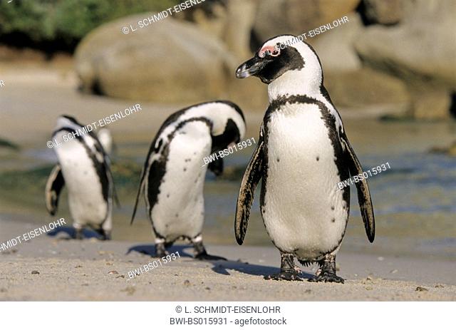 jackass penguin, African penguin, black-footed penguin (Spheniscus demersus), at the plumage care, South Africa, Western Cape, Boulder