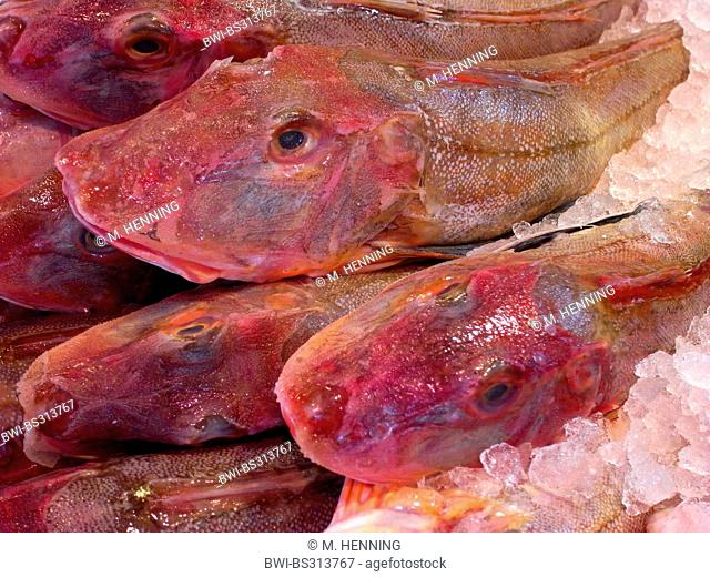 tub gurnard, sapphirine gurnard (Trigla lucerna, Chelidonichthys lucerna), as food fish on ice at a fish stand