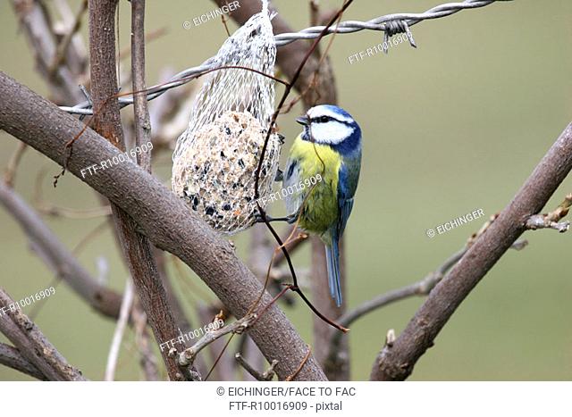 Blue tit sitting on a net containing bird, animal food