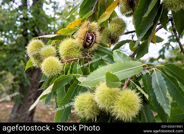 chestnuts, chestnut tree