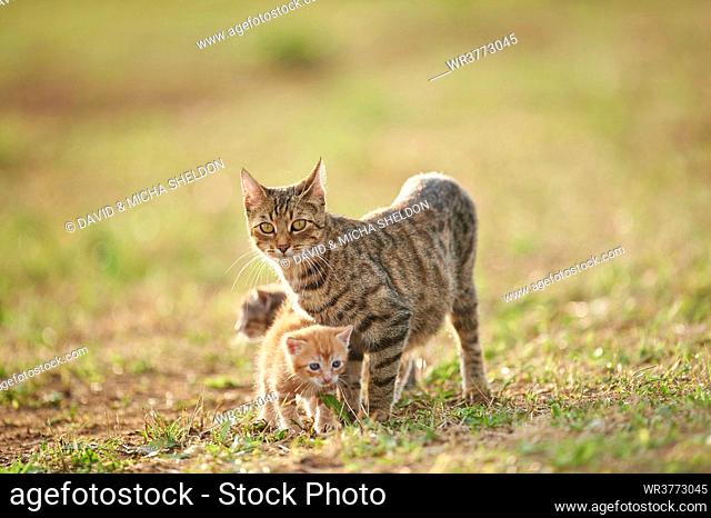 Two cats on a meadow, Upper Palatinate, Germany, Europe