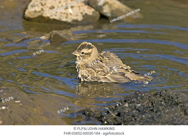 Rock Sparrow Petronia petronia adult, bathing in river shallows, Extramadura, Spain, september