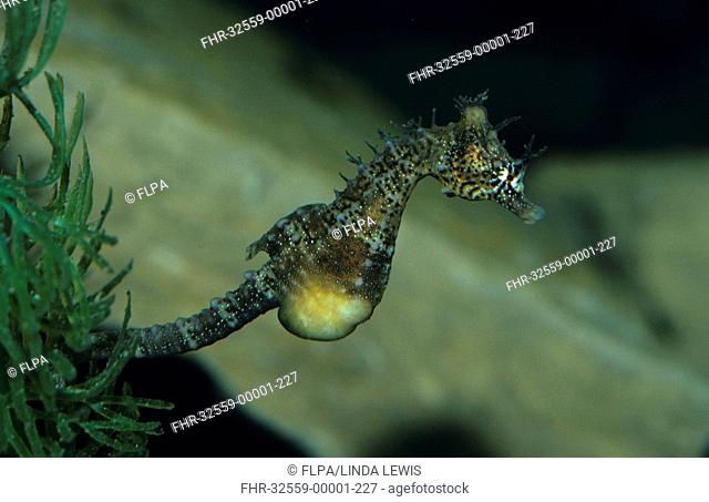 Knobby Seahorse Hippocampus breviceps Small species of Seahorse