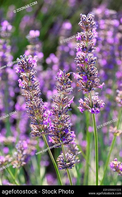 Lavendel - lavender 168