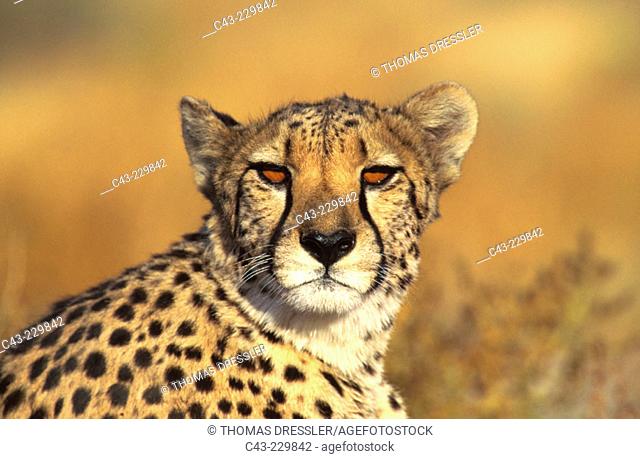 Female cheetah (Acinonyx jubatus) in captivity on a farm in Namibia
