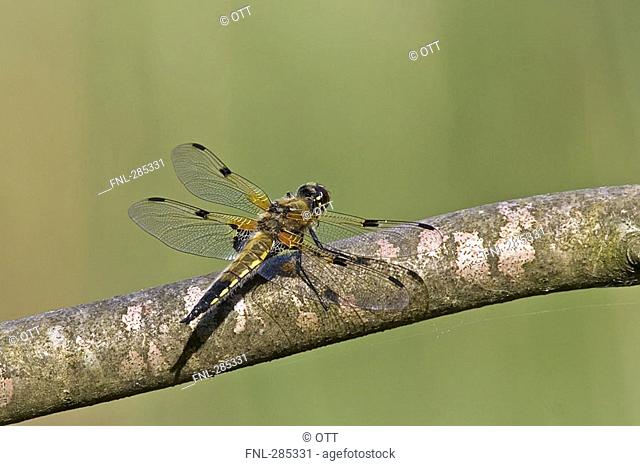 Close-up of Four-Spotted Chaser Libellula quadrimaculata on branch