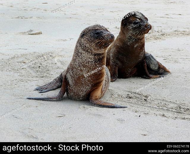 Seal pups on beach, Galapagos Islands. High quality photo