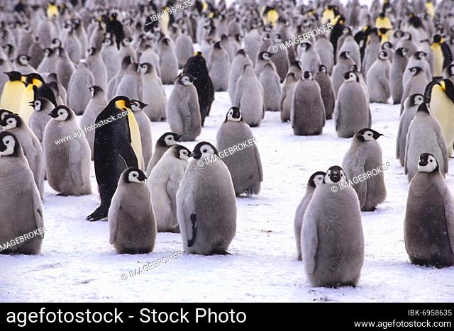 Emperor penguin (Aptenodytes forsteri) colony near the British Haley Antarctic station, Atka Bay, Weddell Sea, Antarctica