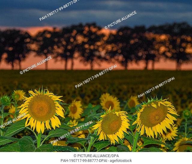 16 July 2019, Brandenburg, Sieversdorf: Shortly after sunset, dark clouds move across an avenue and a sunflower field in the Oder-Spree district