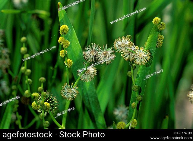 Simplestem bur-reed (Sparganium erectum), flowering