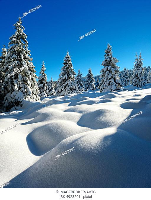 Deep snow-covered untouched winter landscape in the Harz National Park, humpback meadow, spruces (Picea abies) covered with snow, near Schierke, Saxony-Anhalt
