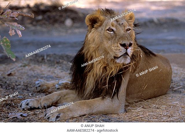 Asian or Gir Lion (Panthera leo persica), Gir, India