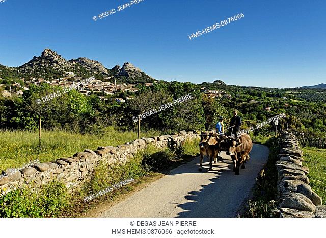 Italy, Sardinia, Olbia Tempio Province, Aggius, horse wagon pulled by a couple of beef on a small road with a village in the background