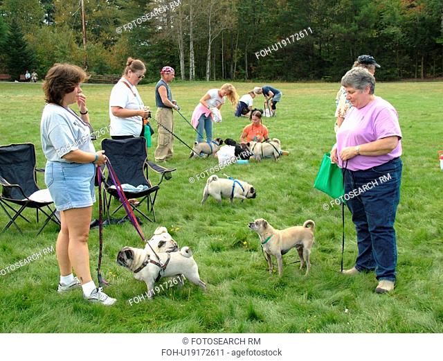 Stowe, VT, Vermont, Dog Show, Competition, Pug dogs, show dogs