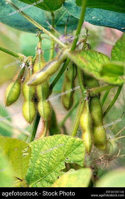 Soy Beans (Glycine max L. Merr) growing in a garden in Italy
