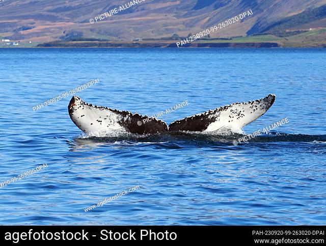 20 August 2023, Iceland, Akureyri: A humpback whale dives after catching its breath in Eyjafjördur fjord. Photo: Soeren Stache/dpa