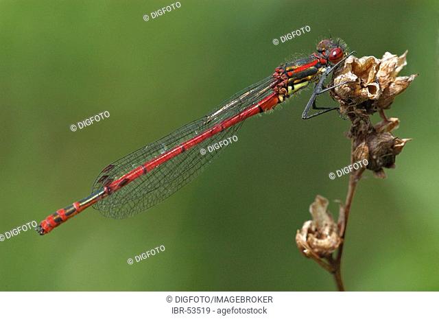 Large Red Damselfly (Pyrrhosoma nymphula) on withered blossom