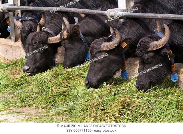 Italian buffalo on a farm