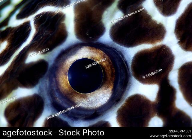 Close-up of an eye of Black Spotted Moray eel (Gymnothorax favagineus), South Male Atoll, Maldives