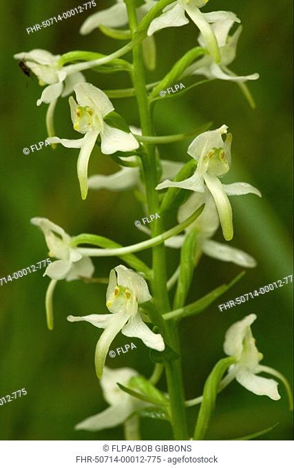 Lesser Butterfly Orchid Platanthera bifolia close-up of flowers, Pyrenees, France