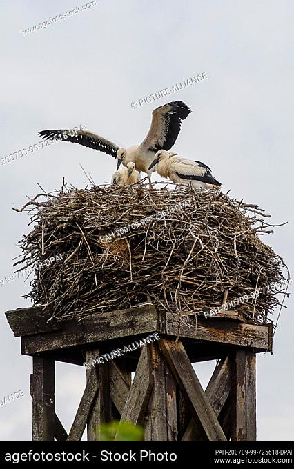 08 July 2020, Saxony-Anhalt, Loburg: A young white stork is doing his first flight exercises in his nest on the stork farm