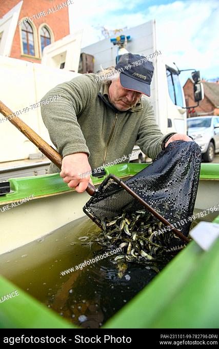 01 November 2023, Saxony-Anhalt, Zerbst/Anhalt: An employee from the Institute of Inland Fisheries Potsdam-Sacrow uses a fish caddis to put young salmon into a...