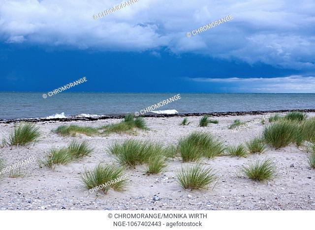 Nature reserve Gruener Brink , Fehmarn Island, Baltic Sea, district Ostholstein, Schleswig-Holstein, Germany, Europe