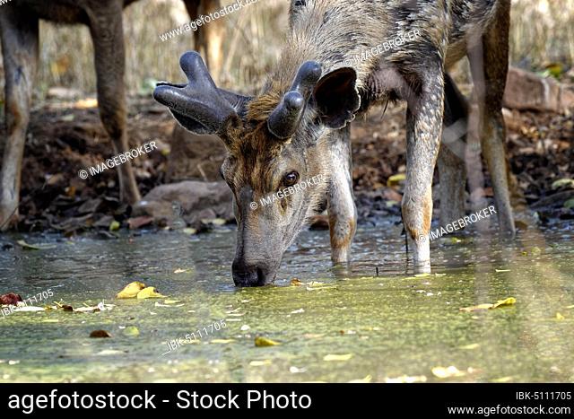 Sambar deer (Rusa unicolor), male drinking water, Ranthambhore National Park, Rajasthan, India, Asia