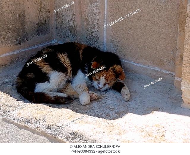 A cat lieS near the church on the Calvary mountain in Pollenca, Mallorca, Spain, 4 April 2017. Photo: Alexandra Schuler/dpa | usage worldwide