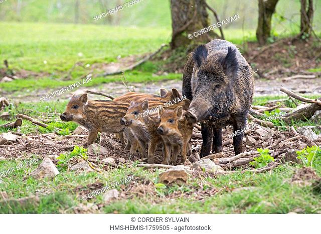 France, Haute Saone, Private park, Wild Boar ( Sus scrofa ), sow and babies ( piglets )