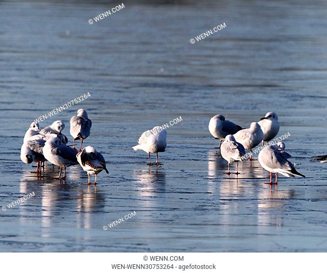 Birds rest on the frozen lake on a bitterly cold and frosty morning on Wimbledon Common, London. Featuring: Atmosphere Where: London