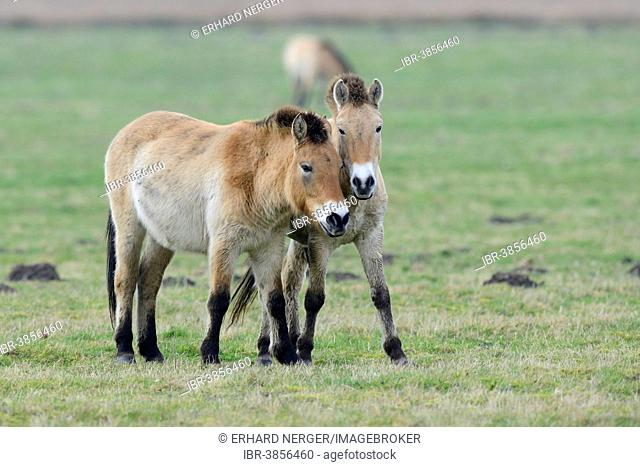 Przewalski's Horses (Equus ferus przewalskii), Emsland, Lower Saxony, Germany