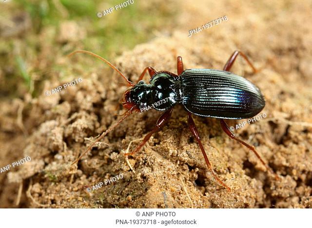 ground beetle Leistus spinibarbis - Kunderberg, Voerendaal, Mijnstreek, Limburg, The Netherlands, Holland, Europe