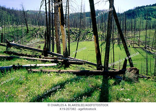 Regeneration in forest near Prospect Peak (12 years after 1988 fire). Yellowstone National Park. Wyoming. USA