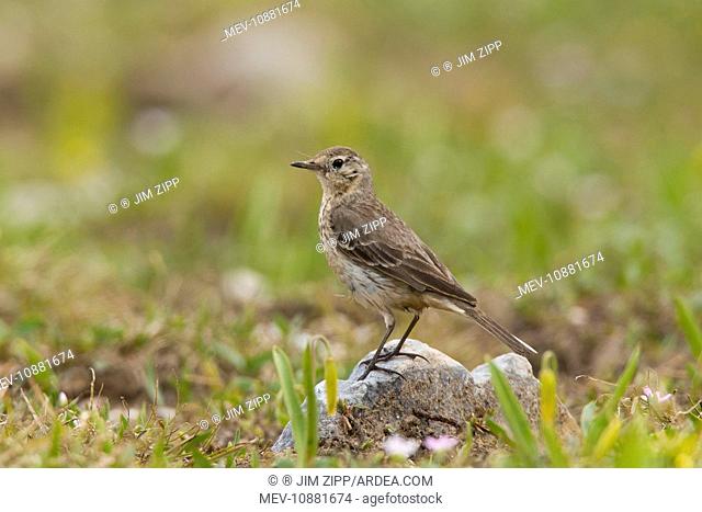 American Pipit - Snowy Range (Anthus rubescens). Wyoming in July - USA