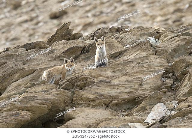 Himalayan Red Fox, Vulpes vulpes , Hanle, Leh Ladakh, Jammu and Kashmir, India