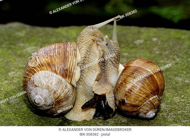 Edible Snail (Helix pomatia) pairing