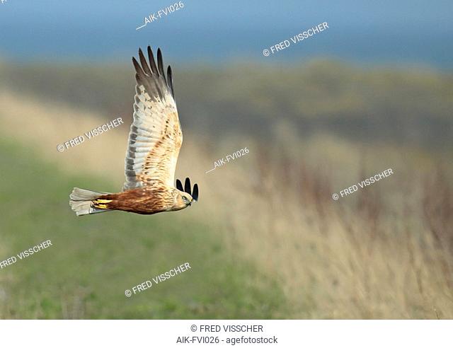 Western Marsh Harrier (Circus aeruginosus) adult male in flight, seen from the side, showing under wing