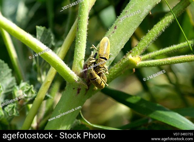 Lixus pulverulentus or Lixus algirus is a weevil beetle native to Mediterranean Basin. Copula