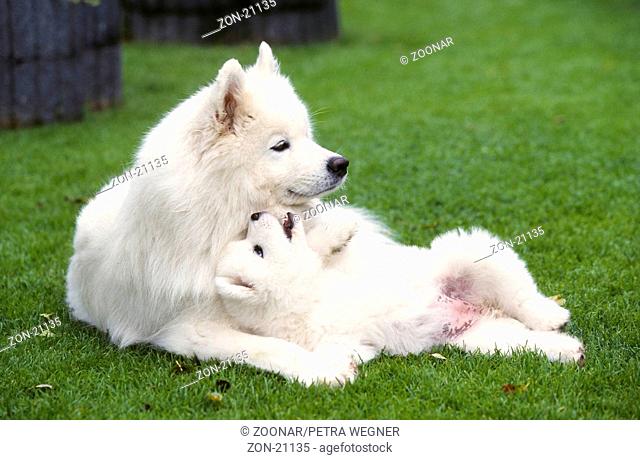 Samoyed with 6 weeks old puppy  /  Samojede mit 6 Wochen altem Welpe  /  [Tiere, animals, Saeugetiere, mammals, Haushund, domestic dog, Haustier, Heimtier, pet