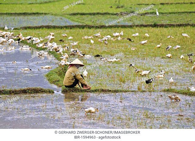 Woman herding ducks at a rice paddy, Vietnam, Asia