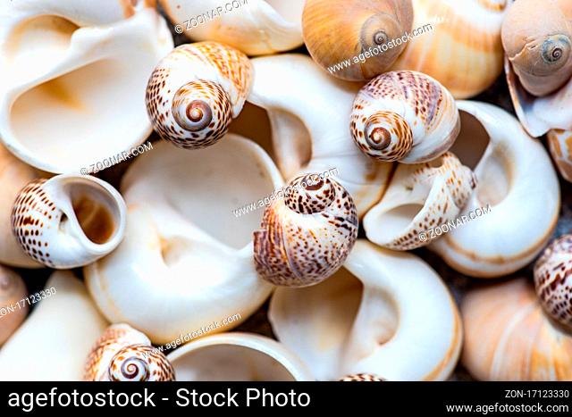 Flat lay summer composition with sea shells on concrete background with copy space