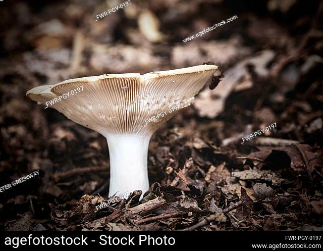 Unidentified gilled mushrooms on foraging walk in Foxholes wood nr Moreton-in-the-Marsh