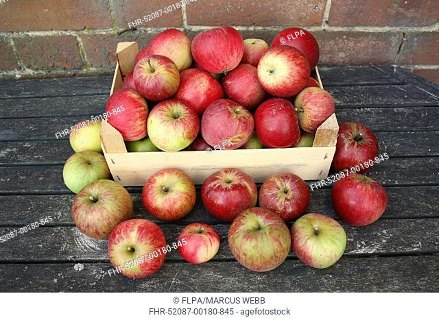 Cultivated Apple Malus domestica fruit, harvested organic garden crop, Suffolk, England, september