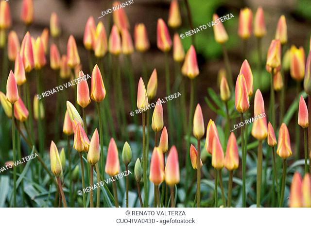 Italy, Piedmont, Garden of Pralormo castle, Tulipa Clusiana Cynthia